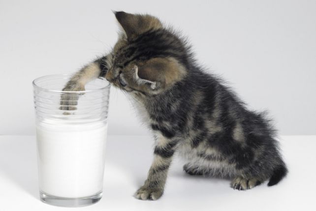 Choć koty uwielbiają mleko krowie, powinny go pić jedynie doraźnie