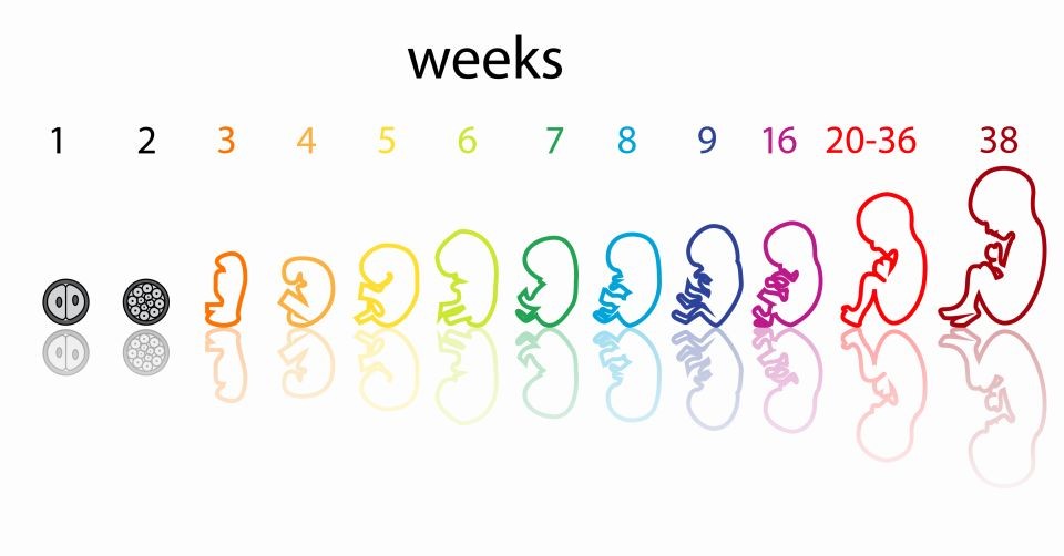 Ilustracja obrazująca zmiany, jakie w zarodku zachodzą z każdym kolejnym tygodniem ciąży