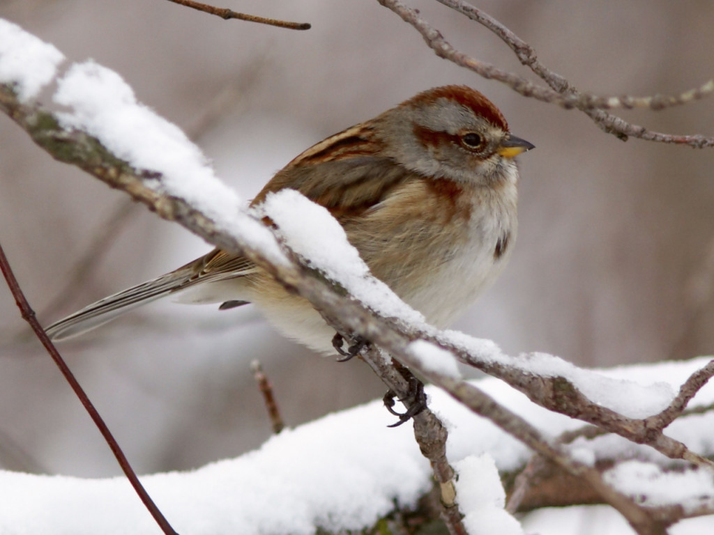 Z dokarmianiem ptaków warto zaczekać do pojawienia się pierwszego śniegu i mrozu