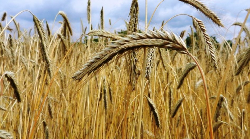 Zboża w pielęgnacji